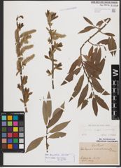 Salix burjatica Nasarow